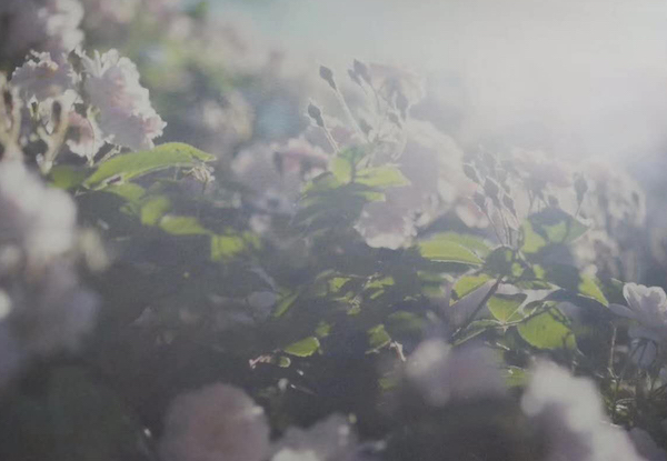 蜷川实花摄影作品