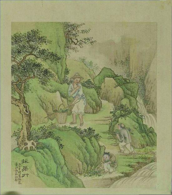 图4 徐扬《采药草》