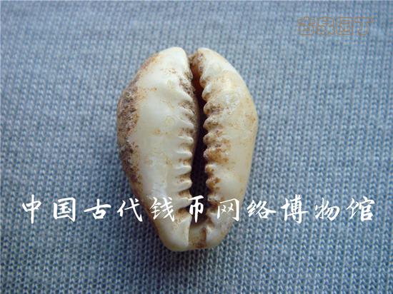 为什么研究古钱必须从认识贝币开始