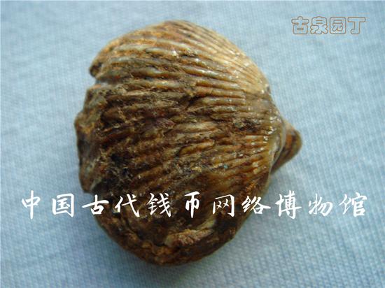 为什么研究古钱必须从认识贝币开始