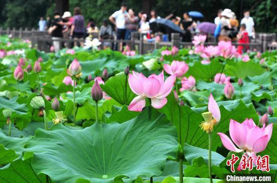 古代人的消暑妙招：戴帽子遮阳 夏日举办避暑会