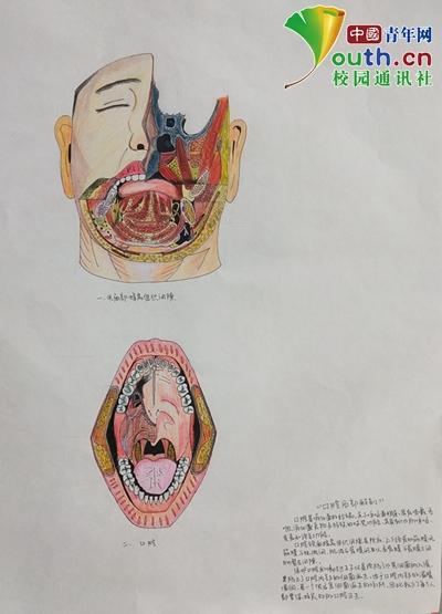 大学生手绘人体器官极具艺术美感