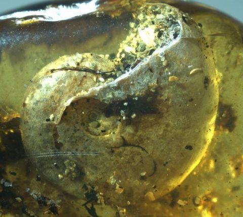 化石来自私人藏家 包含生物确认为菊石价值或增长10倍
