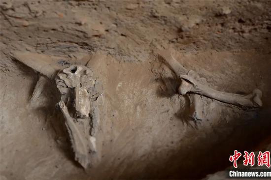 5300年前“住宅小区”啥样 揭秘河洛古国先民生活
