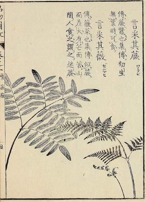 《釆薇图》里的“薇”到底是什么？