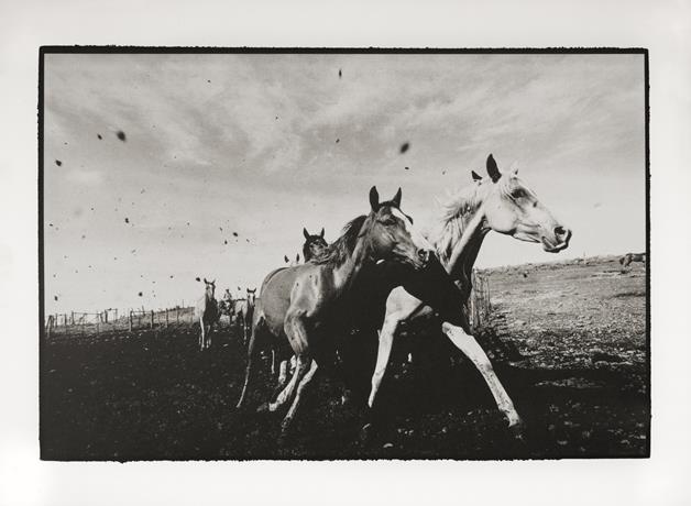 《乌拉圭派桑杜，圣碧翠丝牧场。将母马和小马赶回牧场马厩。》作者：路易斯·法比尼创作年代：2006年规格：60×50cm品类：钯铂纸基