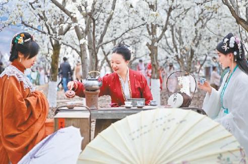 如今，身着《三坑》之一汉服的年轻人已越来越常见。图为来自成都的汉服爱好者在梨花树下赏花品茶。 新华社记者 刘梦琪摄