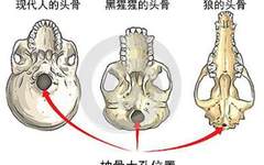 埃塞俄比亚挖出一块头骨 难道人类祖先要换人了
