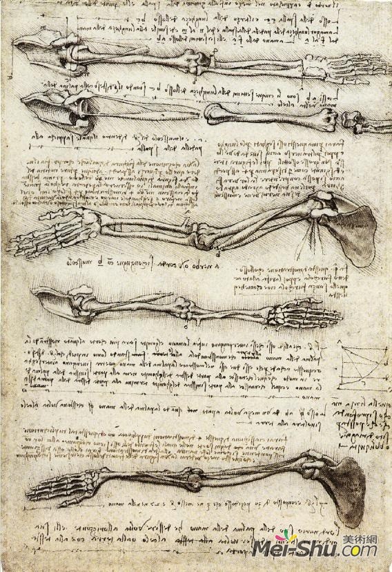 手臂二头肌运动的解剖学研究 达芬奇