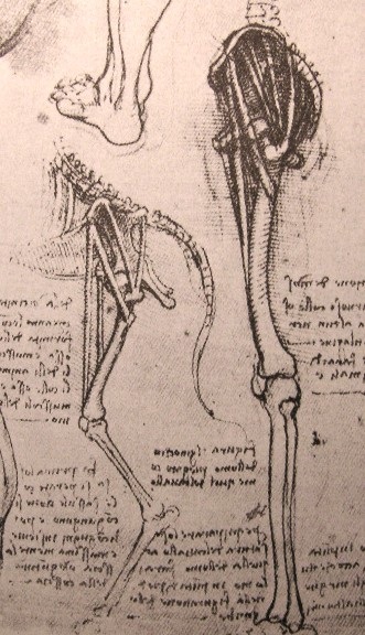 人和狗的腿部解剖结构比较 达芬奇2