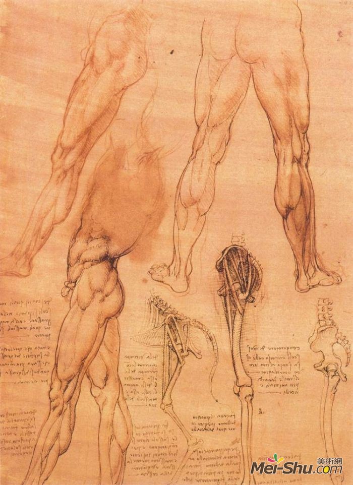 人和狗的腿部解剖结构比较 达芬奇1