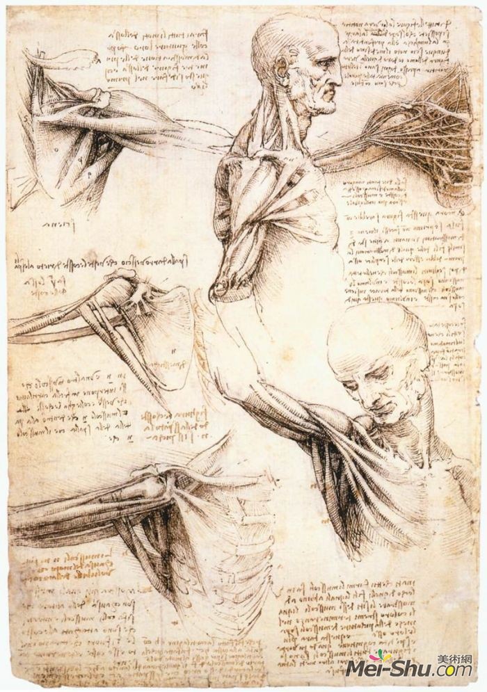 肩关节的解剖学研究 达芬奇