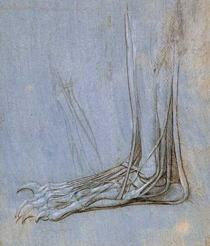 脚的解剖结构 达芬奇