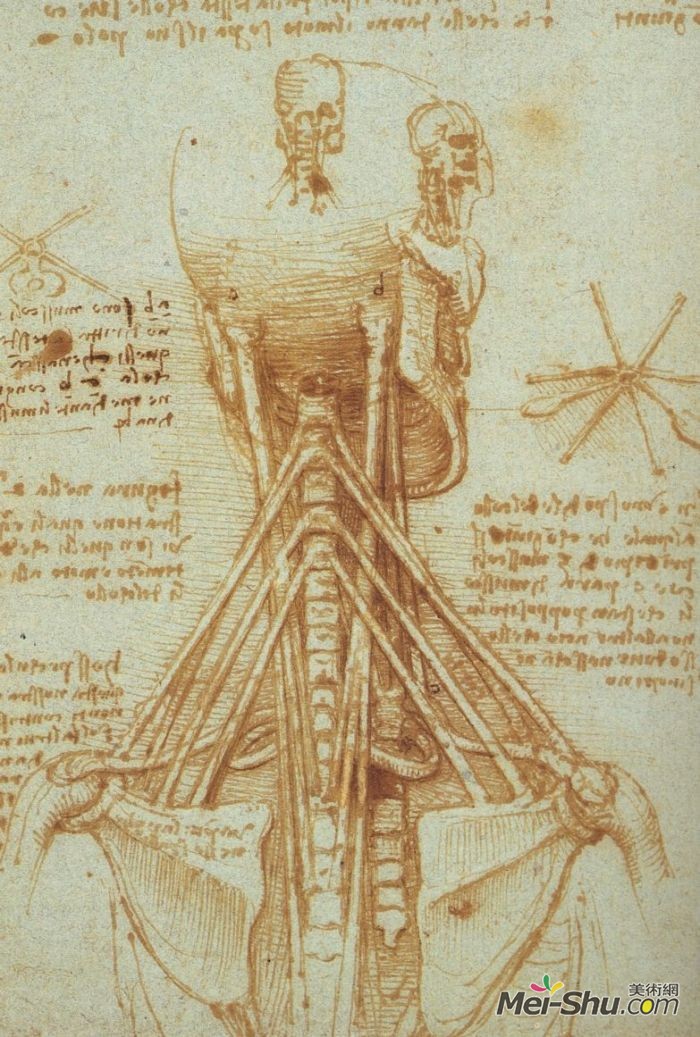 颈部的解剖学研究 达芬奇