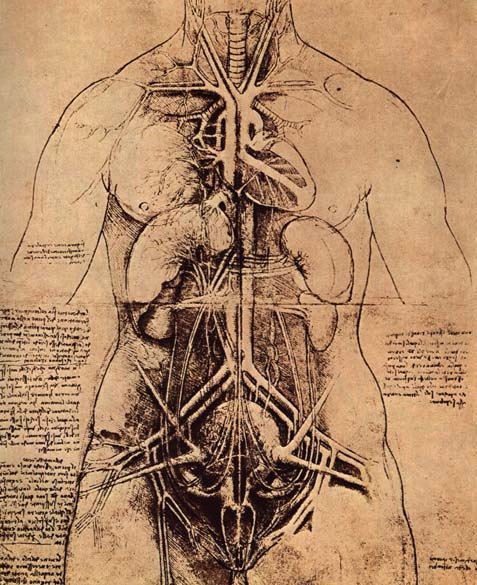 女人的身体解剖学研究 达芬奇