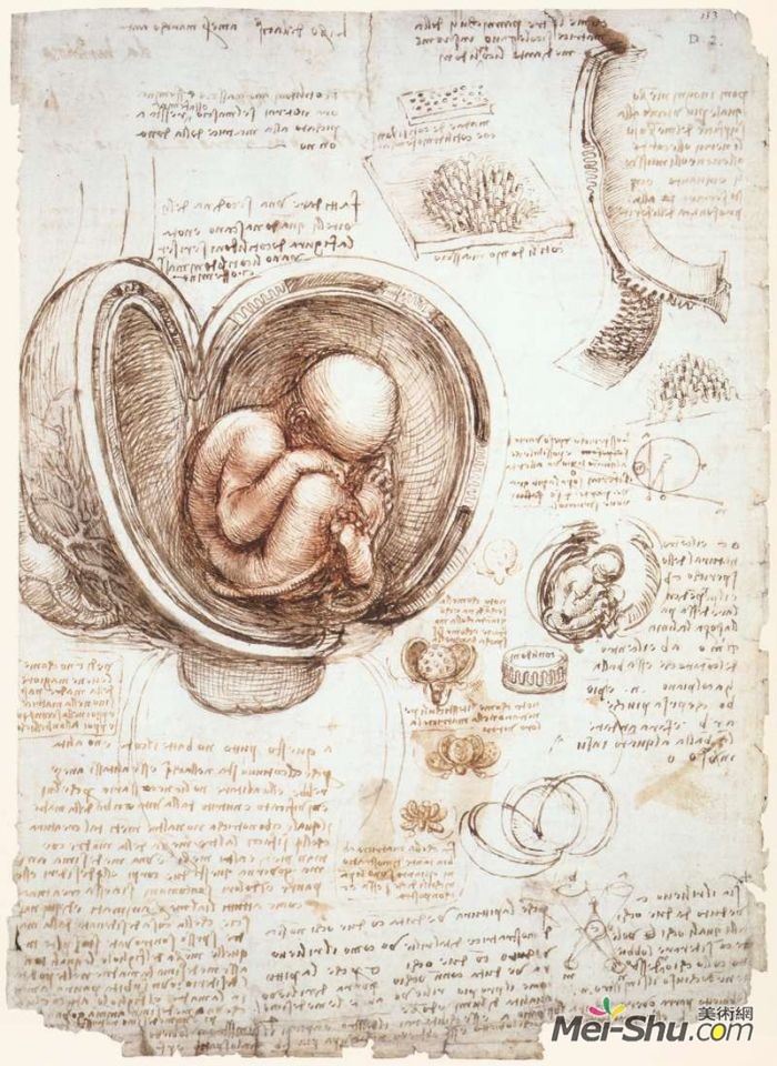 子宫里的胎儿解剖学研究 达芬奇